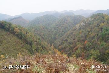 廣元曾家山景區-森林照片