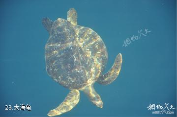厄瓜多尔加拉帕戈斯群岛-大海龟照片