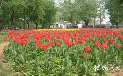 北京植物園旅遊攻略之宿根花卉園