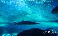 青岛海底世界旅游攻略之鲨鱼湾