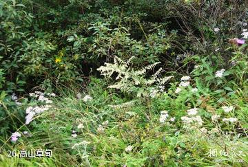 蓝田王顺山国家森林公园-高山草甸照片