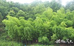 懷化鍾坡旅遊攻略之森林
