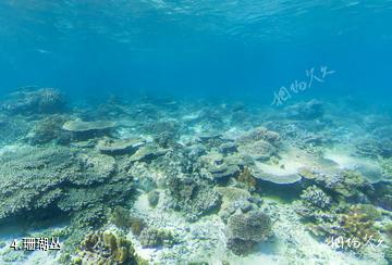 威尔逊岛海底风光-珊瑚丛照片
