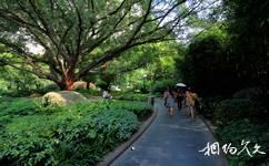 桂林南溪山公园旅游攻略之榕树