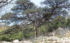泰安徂徕山国家森林公园旅游攻略之迎驾松