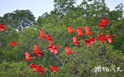 特多卡罗尼沼泽国家公园旅游攻略之红鸟